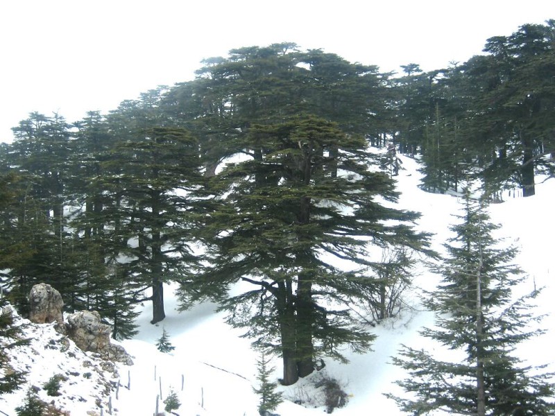 Forest_of_The_cedars_of_God